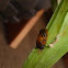 Scarlet Lilly Beetle