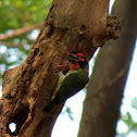 Coppersmith Barbet