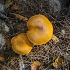burnt-orange bolete
