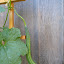 Luffa
