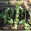 Pea Shoots