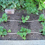 Vegetative growth
