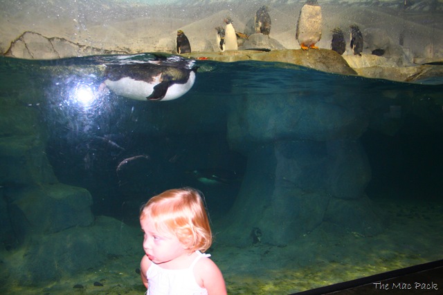 [20080902 - Savannah at Chattanooga Aquarium (5)[7].jpg]