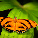 Banded Orange Heliconian