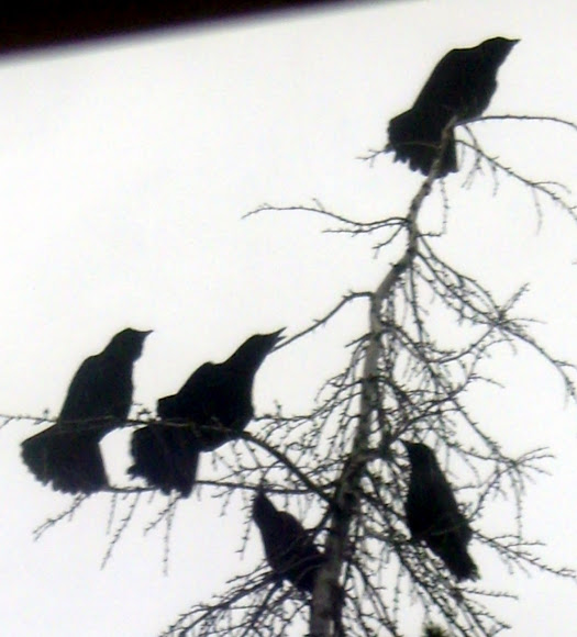 Spotting Image 1