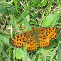 Silver Bordered Fritillary