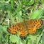 Silver Bordered Fritillary