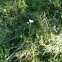 White Yarrow