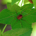 Harvestman