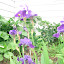 Purple Iris
