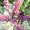 Japanese Beetle