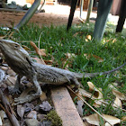 Eastern Bearded Dragon