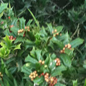 Holly Plant
