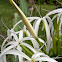 swamp lily, river lily or mangrove lily