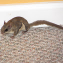 Southern Flying Squirrel