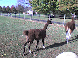 DSC00047.JPG