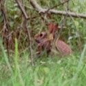 Eastern Cottontail