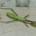 Praying Mantis