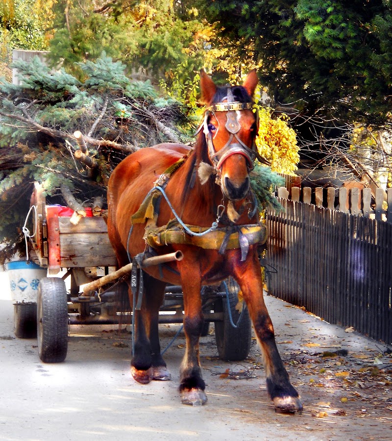 by Vesna S. Disić - Animals Horses