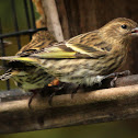 Pine siskin
