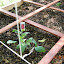 Brandywine Tomato