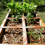 Lettuce (Romaine)