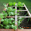 Srats56's Square Foot garden