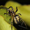 Leaf Curling Spider