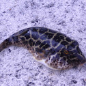 Checkered Puffer