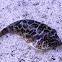 Checkered Puffer