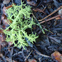 Wolf moss