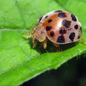 Ladybird