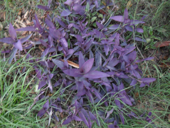 Spotting Image 1