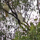 Little Corellas