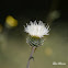 Thistle