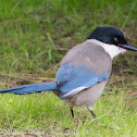 Azure-winged Magpie; Rabilargo