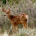 Deer