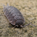 Rough Sowbug