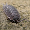 Rough Sowbug
