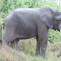 African Elephant