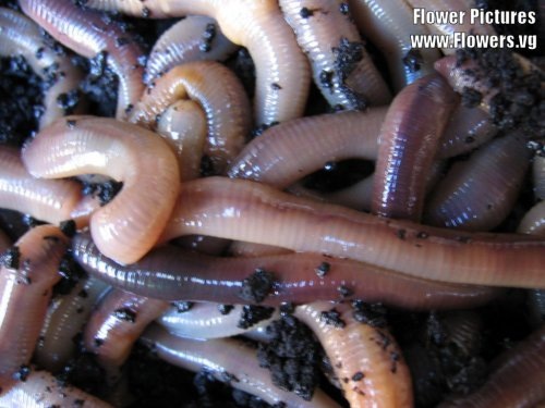 [worm013[2].jpg]