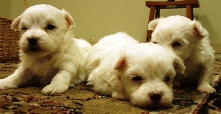 [puppies[3].jpg]
