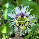 Passion Flower