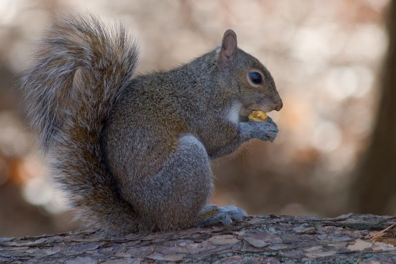 IMAGE: http://lh6.ggpht.com/stephen.wampler/RfdjKdwhBMI/AAAAAAAAIXM/KBoOczSpFKc/s800/IMG_0782.jpg