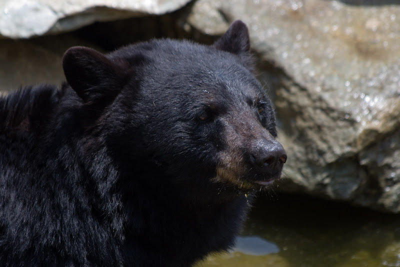 IMAGE: http://lh6.ggpht.com/stephen.wampler/Rl48nRRGV7I/AAAAAAAAKbI/lD9qJfV7BMk/s800/IMG_2074.jpg