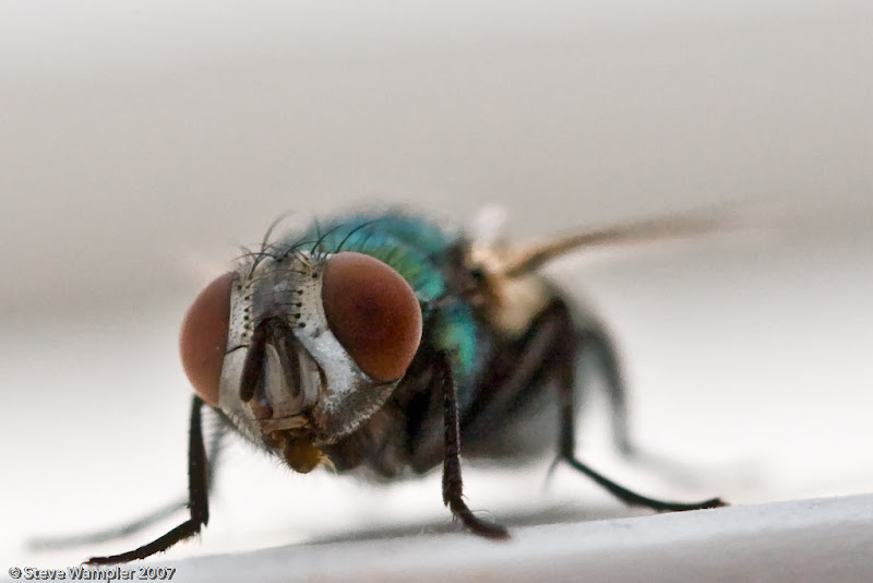IMAGE: http://lh6.ggpht.com/stephen.wampler/RpAgsdzsKsI/AAAAAAAALkA/AJS6NIpIfNM/s800/Fly-1.jpg