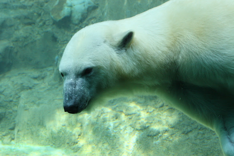 IMAGE: http://lh6.ggpht.com/stephen.wampler/Rty_xSMIdBI/AAAAAAAAPT4/pmrKWnsIMaU/s800/IMG_5694.JPG