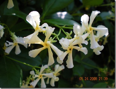 summer flowers 2008 026