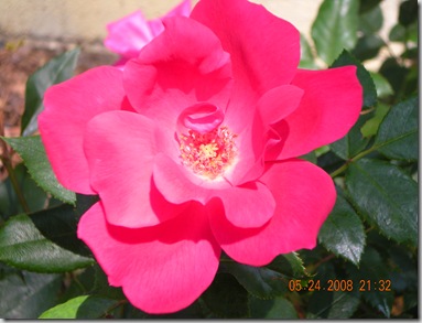 summer flowers 2008 014
