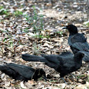 White-winged Chough